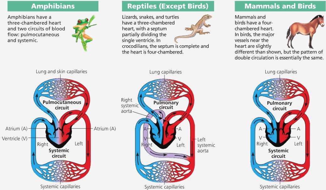 Сердце у крокодила состоит. Кровеносная система крокодила схема. Сердце крокодила схема. Система кровообращения рептилий. Строение кровеносной системы крокодила.
